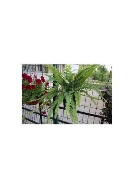 Fujer Aşk Merdiveni Askılı fiyatları