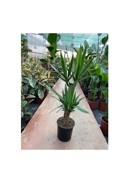 Yukka Bitkisi 2 Gövdeli 80-90 cm Yucca Massengena
