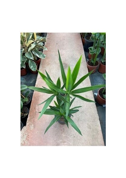 Yukka Bitkisi 2 Gövdeli 80-90 cm Yucca Massengena fiyatları