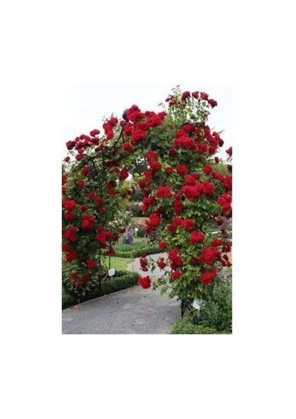 Ithal Nadir Kırmızı Sarmaşık Gül Tohumu 5 Adet Tohum Kırmızı Gül Tohumu