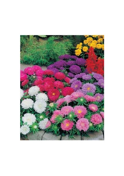 Saraypatı Çiçeği Tohumu 15 Adet