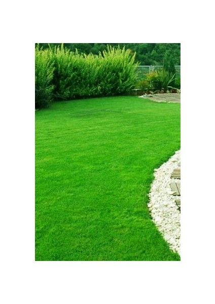 Ithal Çim Tohumu 6 Lı Karışım- Basmaya Dayanıklı 7 Günde Çimlenir 5 kg fiyatları