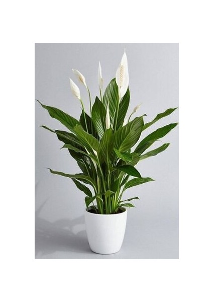 Canlı Saksılı Spatıfılyum Çiçeği (Barış Yelken Çiçeği)-Iç Mekan,ev&ofis Bitkisi