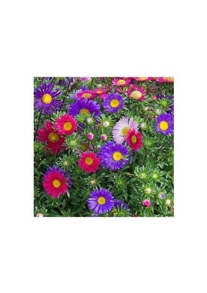 10 Adet Tohum Kraliçe Papatya Çiçeği Tohumu + Saksı Toprak