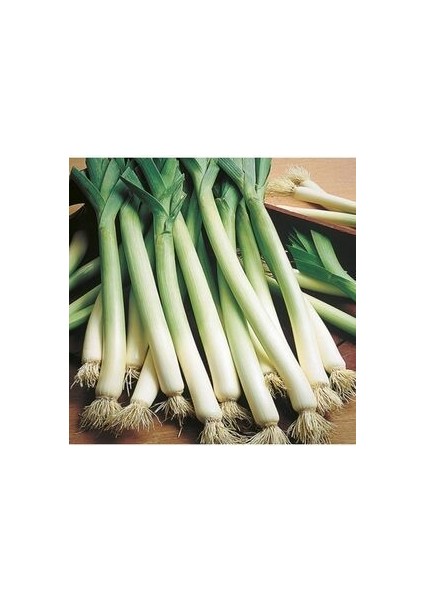 Pırasa Tohumu 100 Adet Ata Tohumu