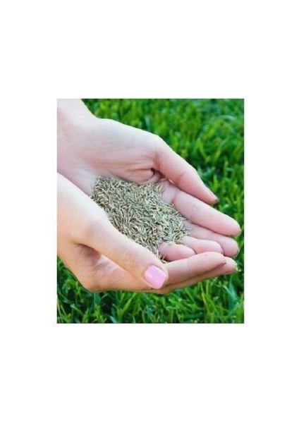 Çim Tohumu Ithal 6li Karışım Starex Grass Seed 6-M Mix 1 kg Dayanıklı Tamir Çimi fiyatları