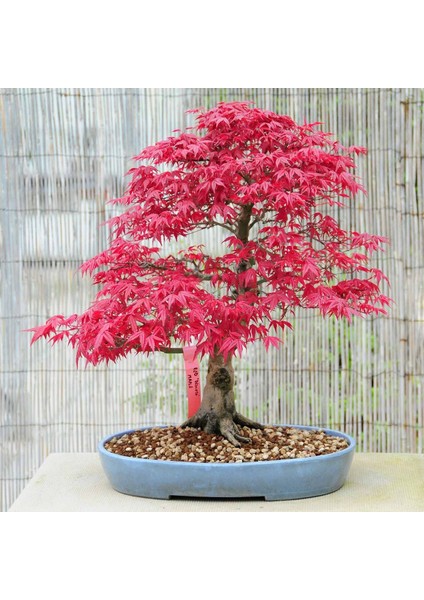 Tohumdan Bonsai Başlangıç Kiti Kırmızı Japon Akçaağacı Osakazuki fiyatları