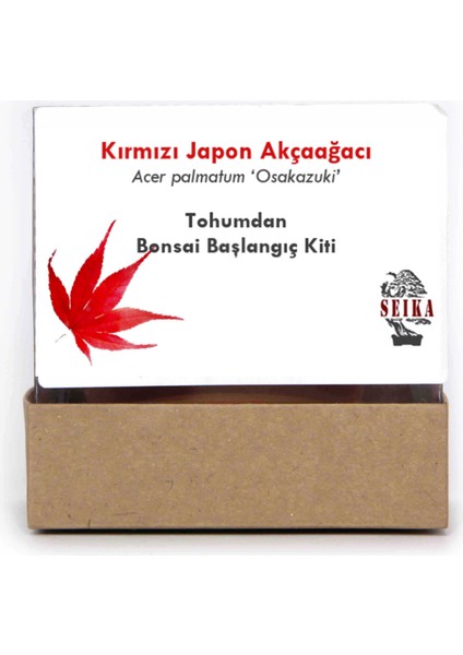 Tohumdan Bonsai Başlangıç Kiti Kırmızı Japon Akçaağacı Osakazuki modelleri