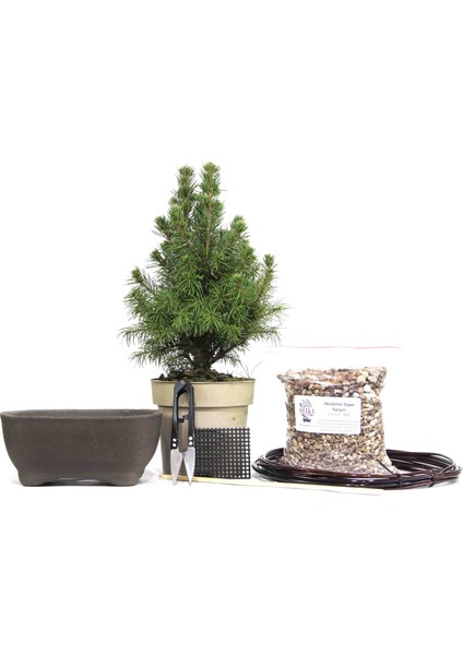 Ak Ladin Bonsai Başlangıç Kiti - No.1