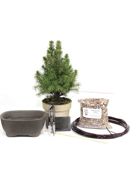 Ak Ladin Bonsai Başlangıç Kiti - No.1 modelleri