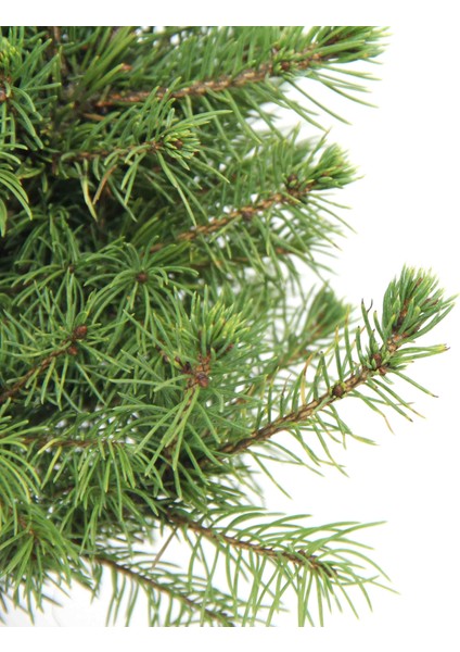 Ak Ladin Bonsai Başlangıç Kiti - No.1 indirimleri