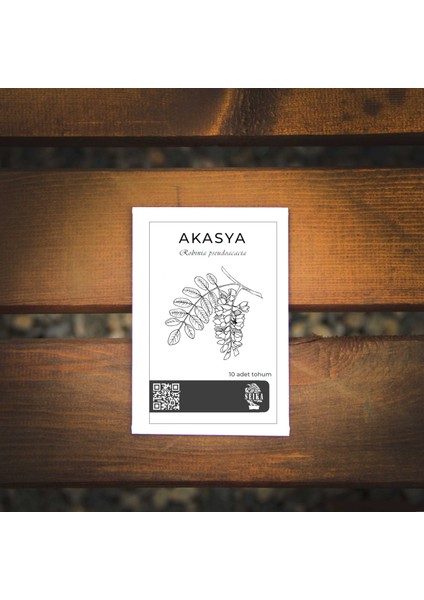 Ağaç Tohumu - Akasya - 10 Adet