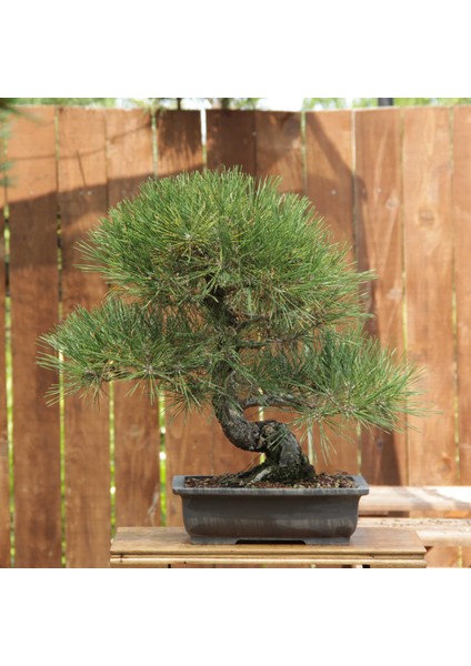 Japon Karaçamı Bonsai NO.757 fiyatları
