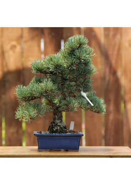 Japon Beyaz Çamı Bonsai NO.638 fırsatları