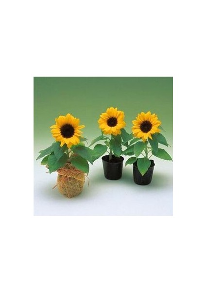 Süs Ayçiçeği Tohumu Çiçek Tohumu Yetiştirme Kiti