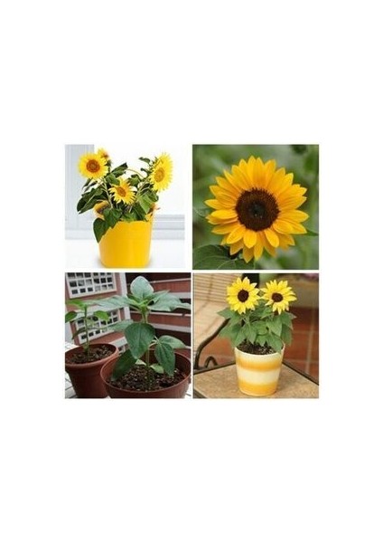 Süs Ayçiçeği Tohumu Çiçek Tohumu Yetiştirme Kiti modelleri