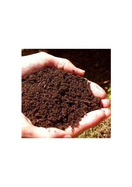 Süs Ayçiçeği Tohumu Çiçek Tohumu Yetiştirme Kiti fırsatları