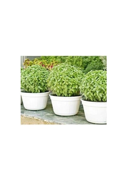 Top Fesleğen 15+ Adet Çiçek Tohumu Al Saksı+Torf Hediye Doğal Sinek Kovucu Ev Bahçe Için Ideal