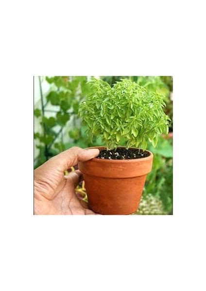 Top Fesleğen 15+ Adet Çiçek Tohumu Al Saksı+Torf Hediye Doğal Sinek Kovucu Ev Bahçe Için Ideal fiyatları