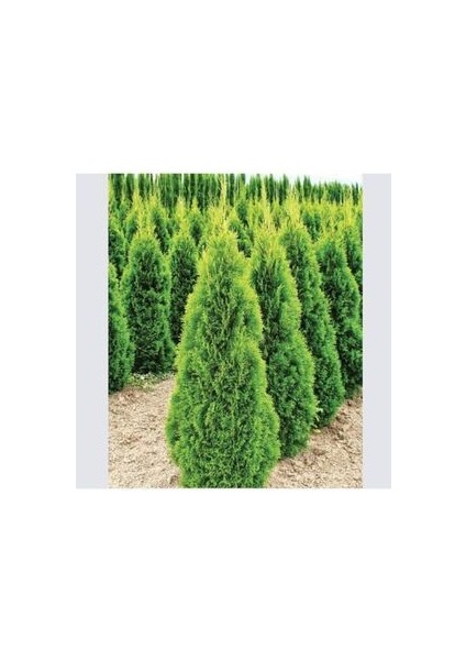 Altuni Mazı Ağacı Tohumu 5 Adet Doğal Tohum Saksı Torf Hediye Ev Bahçe Için Ideal fiyatları