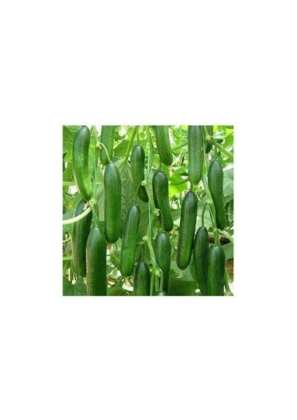 Tohumculuk Hıyar Beith Alpha Salatalık Tohumu 5 gr ( Ata Tohum ) fiyatları
