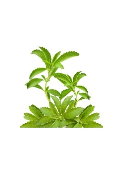 Şeker Otu Tohum fiyatları