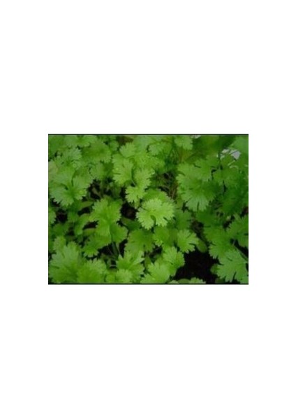 Kişniş Tohumu (50 Adet Tohum)