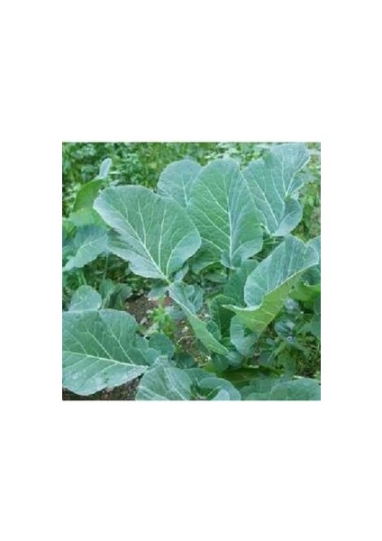 Karadeniz Lahana Tohumu (25 Adet Tohum)