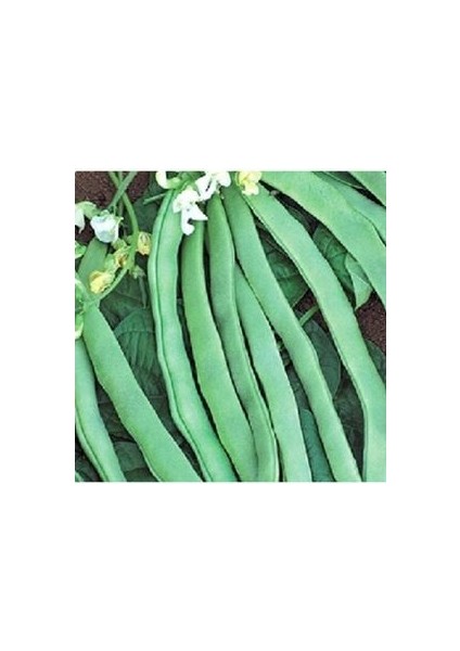 Ayşe Kadın Fasulye Tohumu (20 Adet Tohum)