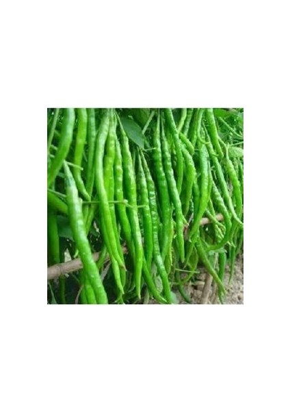 Sivri Biber - Demre Biberi Tohumu (20 Adet Tohum)