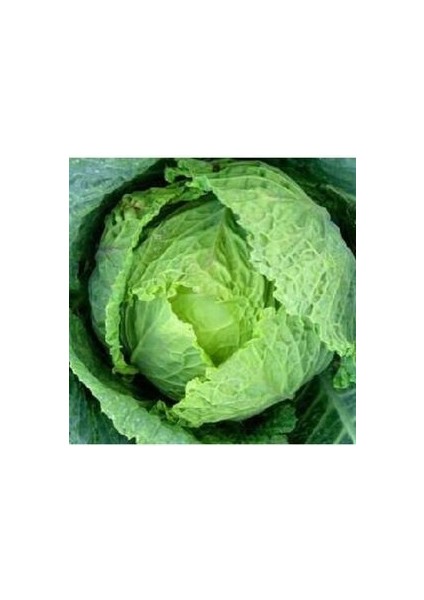 Lahana Tohumu (25 Adet Tohum)