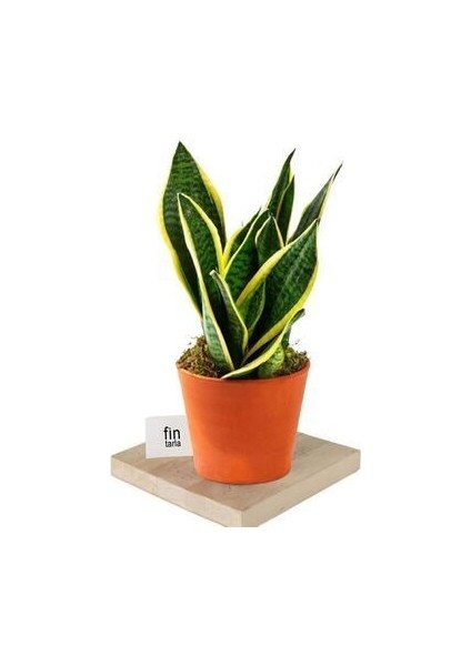 Kılıç Çiçeği Paşa Kılıcı Sansevaria Ev Bitkisi Ofis Bitki Salon Bitkisi