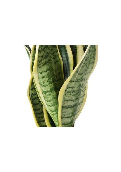 Kılıç Çiçeği Paşa Kılıcı Sansevaria Ev Bitkisi Ofis Bitki Salon Bitkisi fiyatları