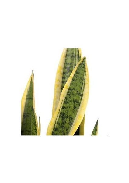 Kılıç Çiçeği Paşa Kılıcı Sansevaria Ev Bitkisi Ofis Bitki Salon Bitkisi modelleri