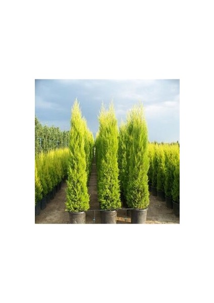 Limoni Servi Ağacı Tohumu 5 Adet Doğal Tohum Saksı Torf Hediye Ev Bahçe Için Ideal