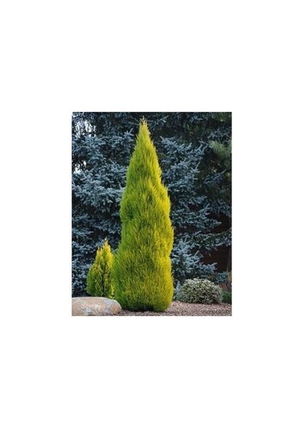 Limoni Servi Ağacı Tohumu 5 Adet Doğal Tohum Saksı Torf Hediye Ev Bahçe Için Ideal fiyatları