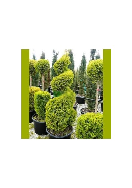 Limoni Servi Ağacı Tohumu 5 Adet Doğal Tohum Saksı Torf Hediye Ev Bahçe Için Ideal modelleri