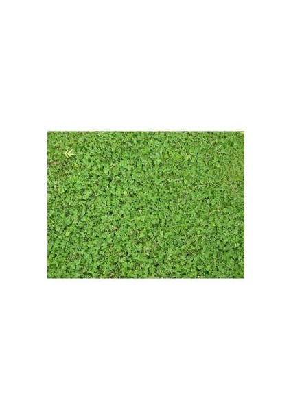 Kolay Bakım Çim Yonca Karışımı 1 kg