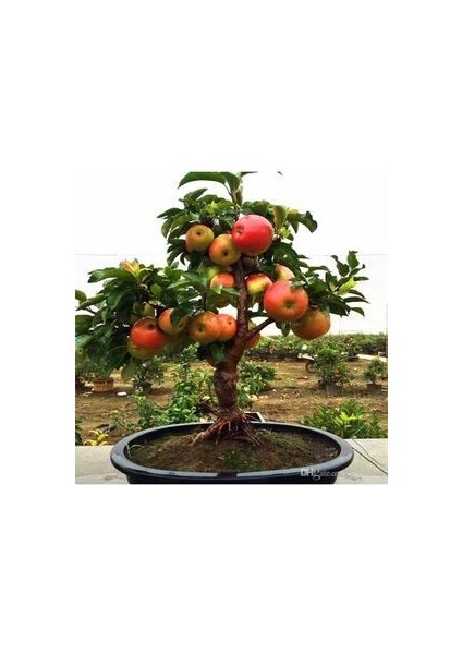 Bonsai Elma Ağacı Tohumu (2 Adet Tohum) fiyatları