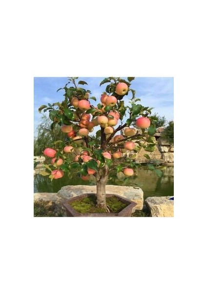 Bonsai Elma Ağacı Tohumu (2 Adet Tohum) modelleri