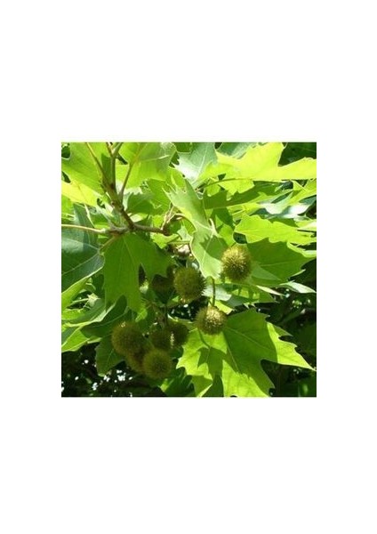 Bodur Çınar Ağacı Tohumu 5 Adet Doğal Tohum Saksı Torf Hediye Ev Bahçe Için Ideal