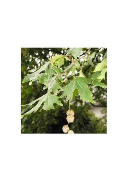 Bodur Çınar Ağacı Tohumu 5 Adet Doğal Tohum Saksı Torf Hediye Ev Bahçe Için Ideal modelleri