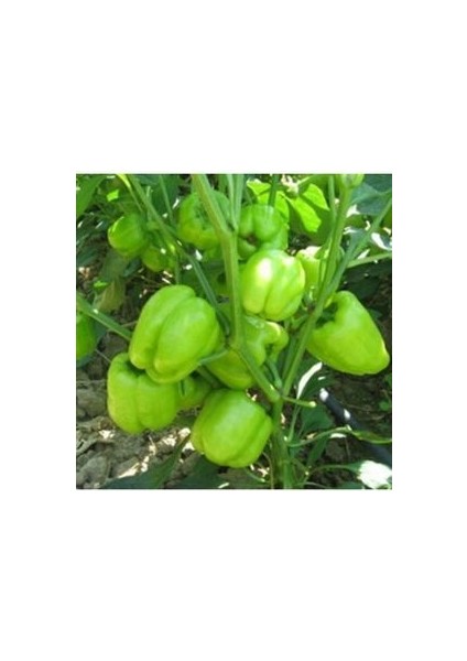 Dolmalık Biber Tohumu (20 Adet Tohum)