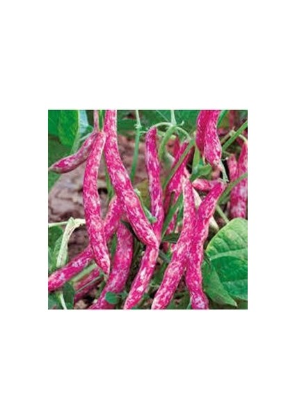 15 Adet Tohum Barbunya Sırık Fasulye Tohumu /yeni Mahsül Barbunya Tohumu