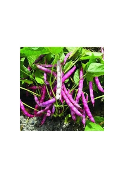 15 Adet Tohum Barbunya Sırık Fasulye Tohumu /yeni Mahsül Barbunya Tohumu fiyatları