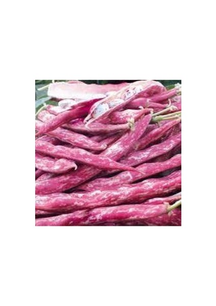 15 Adet Tohum Barbunya Sırık Fasulye Tohumu /yeni Mahsül Barbunya Tohumu modelleri