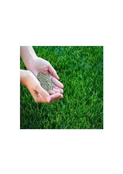 Çim Tohumu Ithal 3lü Karışım Özel Çim Tohumu 1kg fiyatları