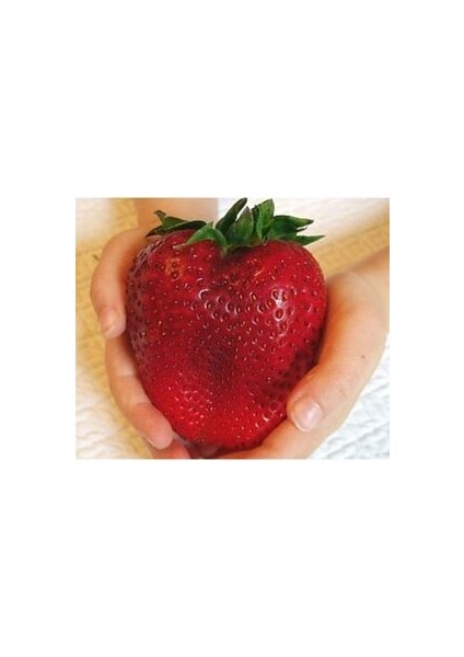 Dev Çilek Tohumu Tropikal Meyve Tohumları (10 Adet Tohum)