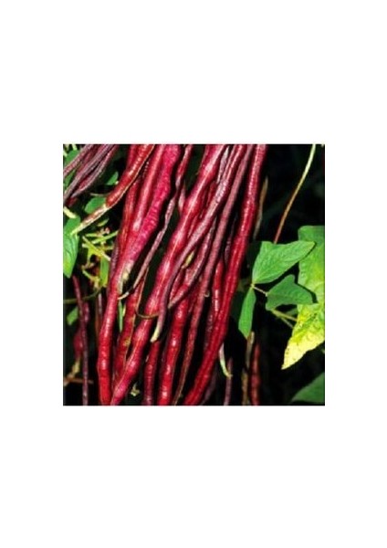 Erkenci Sırık Börülce Tohumu (20 Adet Tohum)