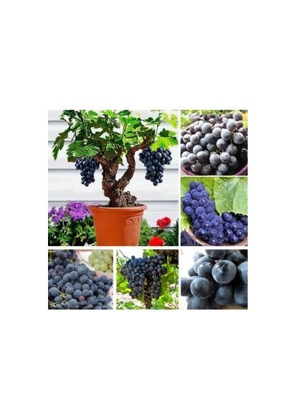 Bonsai Üzüm Ağacı Tohumu (5 Adet Tohum) fiyatları